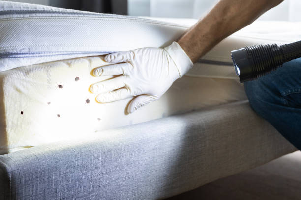 Best Insect Control  in Moulton, AL