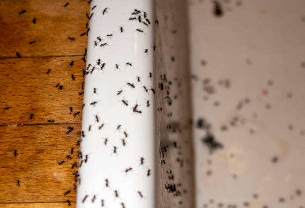 Best Spider Control Near Me  in Moulton, AL